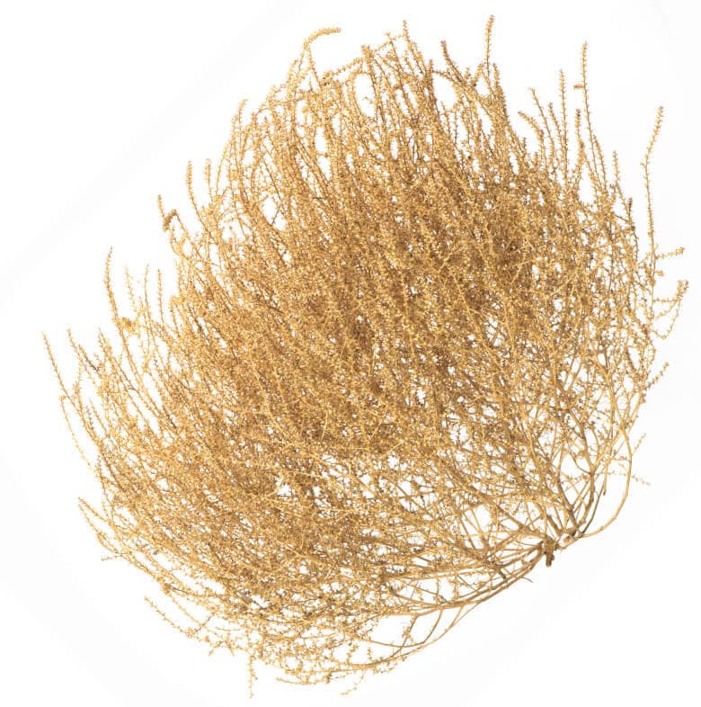 Tumbleweed rolling by